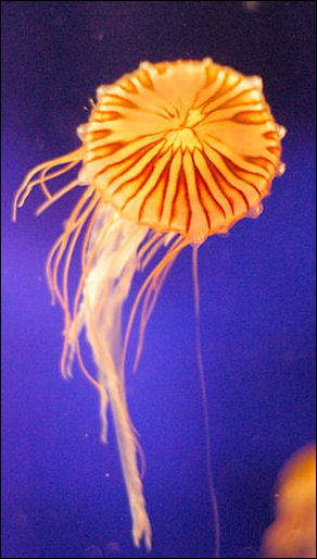 20120516-jellyfish -Tiny_Jelly.jpg